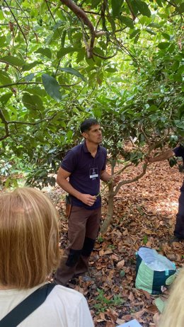 Agaete (Gran Canaria) apuesta por la formación específica en el cultivo de la naranja, mango y aguacate