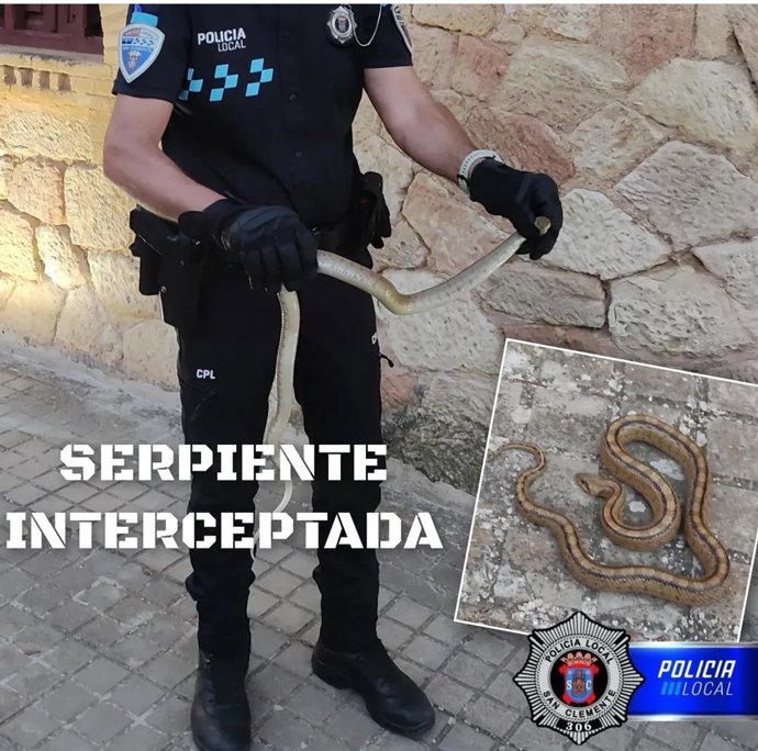 La Policía Local de San Clemente intercepta una serpiente en el entorno de la Plaza de Toros