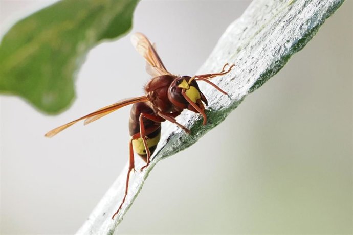 Ejemplar de una avispa invasora.