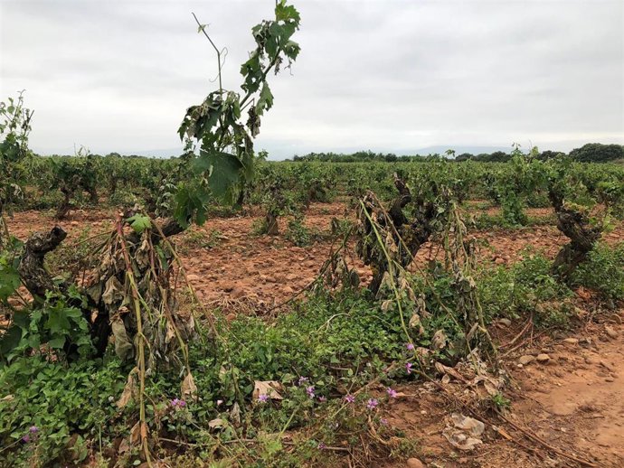 Daños en La Rioja por la última granizada