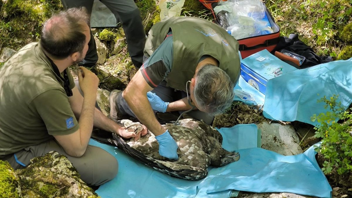 Nace un quebrantahuesos en el Moncayo de Soria tras más de 100 años: hito en la recuperación de la especie