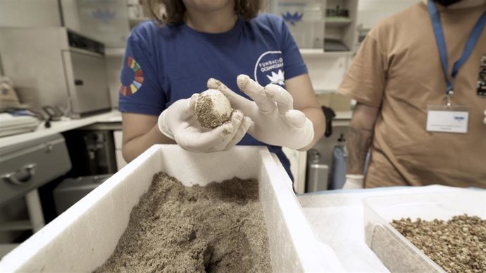 La playa de Dénia (Alicante) registra el primer nido de tortuga boba de la temporada con 116 huevos