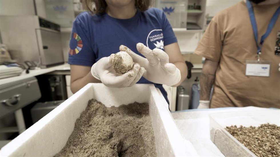 La playa de Dénia (Alicante) registra el primer nido de tortuga boba de la temporada con 116 huevos