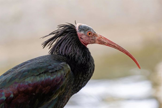 Ave ibis eremita.