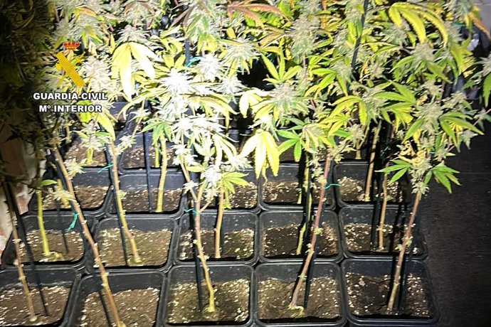 Plantas intevenidas en la operación llevada a cabo por la Guardia CIvil en Puendeluna (Zaragoza)