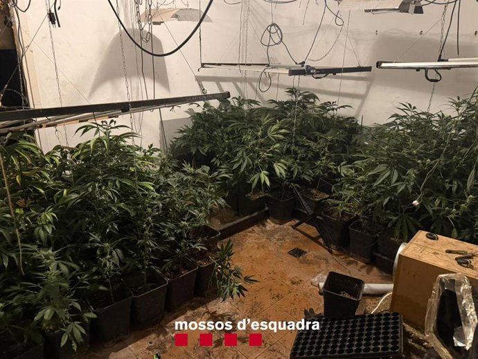 Detenidos dos hombres y desmantelada una plantación de marihuana en Gualta (Girona)
