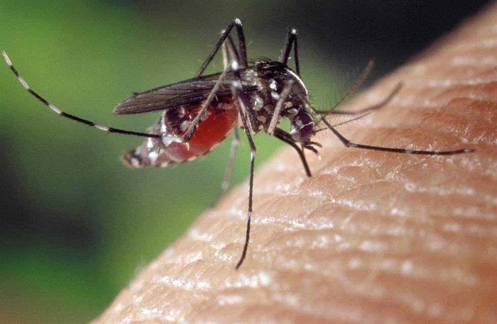 Gobierno Vasco, Neiker y ayuntamientos vascos activan el Programa para la Detección del Mosquito Tigre en Euskadi