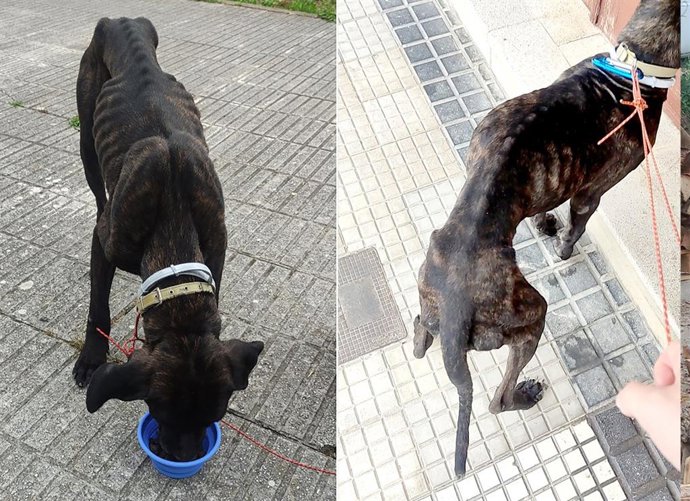 Archivo - Perro del que se hizo cargo El Refugio, tras ser encontrado por un peregrino en Liendo. La protectora denunció por maltrato animal al dueño, para el que pide 18 meses de prisión