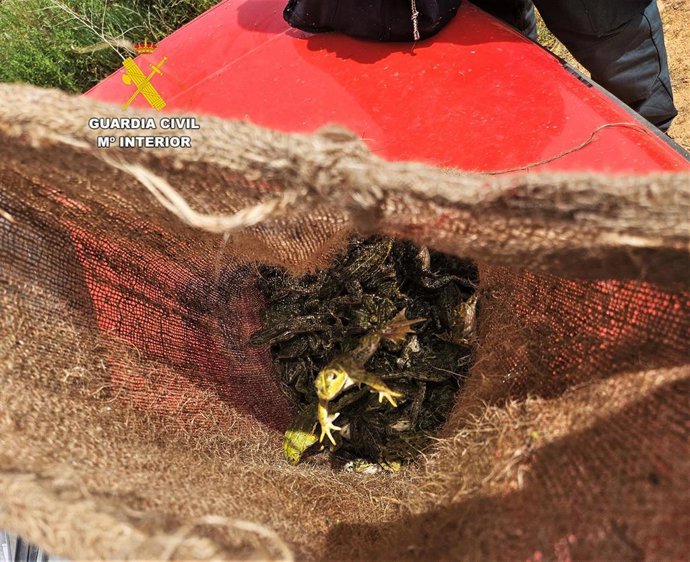 Imagen del saco que contenía los ejemplares de rana común.