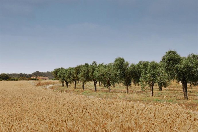 Cap Rocat Se Convierte En El Primer Hotel En Registrar Un Proyecto De Absorciones De Carbono En Baleares