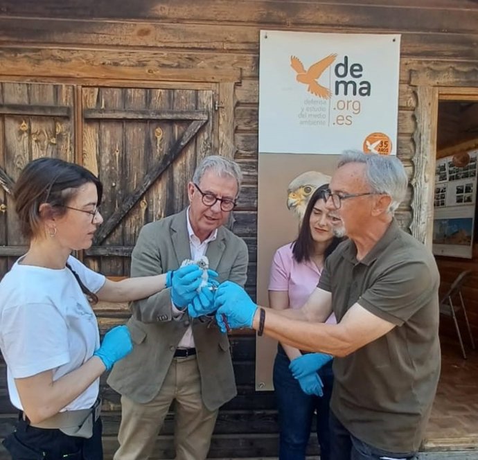 Suelta de un cernícalo primilla en el centro de cría de Defensa y Estudio del Medioambiente de Almendralejo