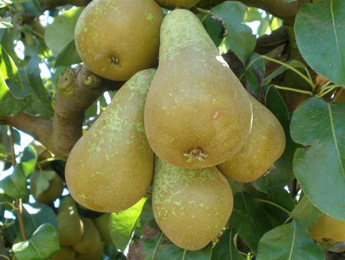 Pera conferencia, objeto del estudio realizado por el Grupo Universitario de Investigación en Ingeniería y Agricultura Sostenible (Guiias) de la Universidad de León.