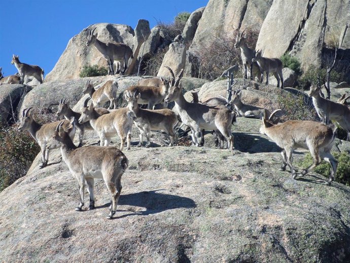 Rebaño de cabra montés en el Parque Nacional de la Sierra de Guadarrama