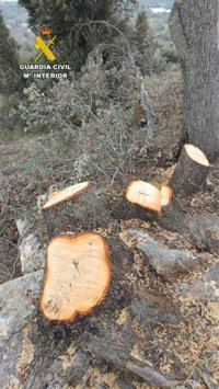 Investigadas tres personas por robar madera de encina en la Sierra Oeste y venderla más barata por Internet