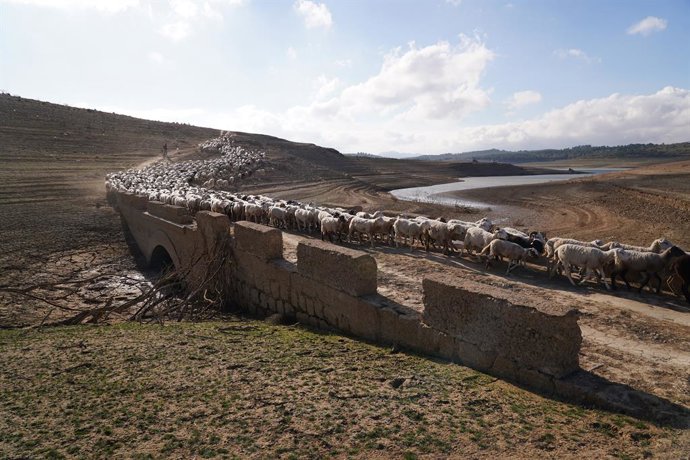 Archivo - Las ovejas sufren las consecuencias de la ausencia de agua en el embalse de Guadalteba a causa de la extrema sequía , a 3 de febrero de 2024 en Málaga, Andalucía, (España). Los pantanos Málaga bajo mínimos una vez más tras una extrema sequía que