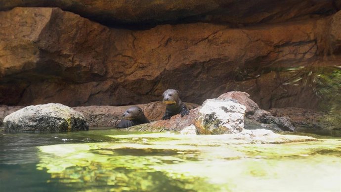 Crías de nutria gigante en su primera inmersión Bioparc Fuengirola.