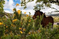 Casi 350.000 personas firman la petición de Igualdad Animal para que el Gobierno prohíba matar a caballos para consumo