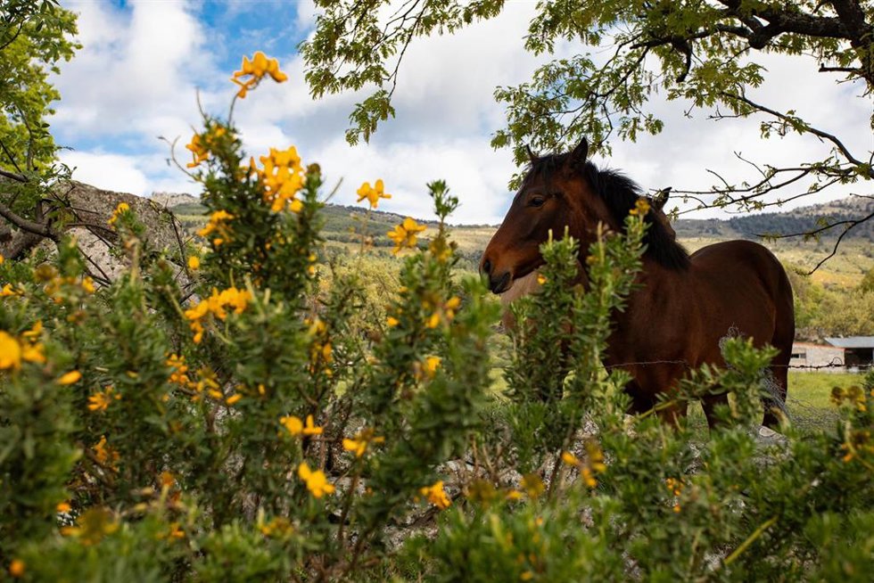 Archivo - Un caballo durante la V edición del Festival del Cambroño, a 13 de mayo de 2025, en Los Molinos, Madrid (España). 