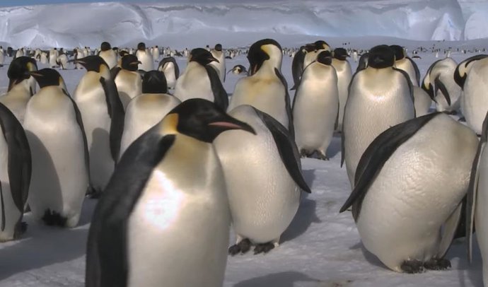 Colônia de pinguins-imperador