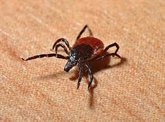 Foto: Empresas de Sanidad Ambiental alertan que el calor aumenta el riesgo de enfermedades transmitidas por garrapatas