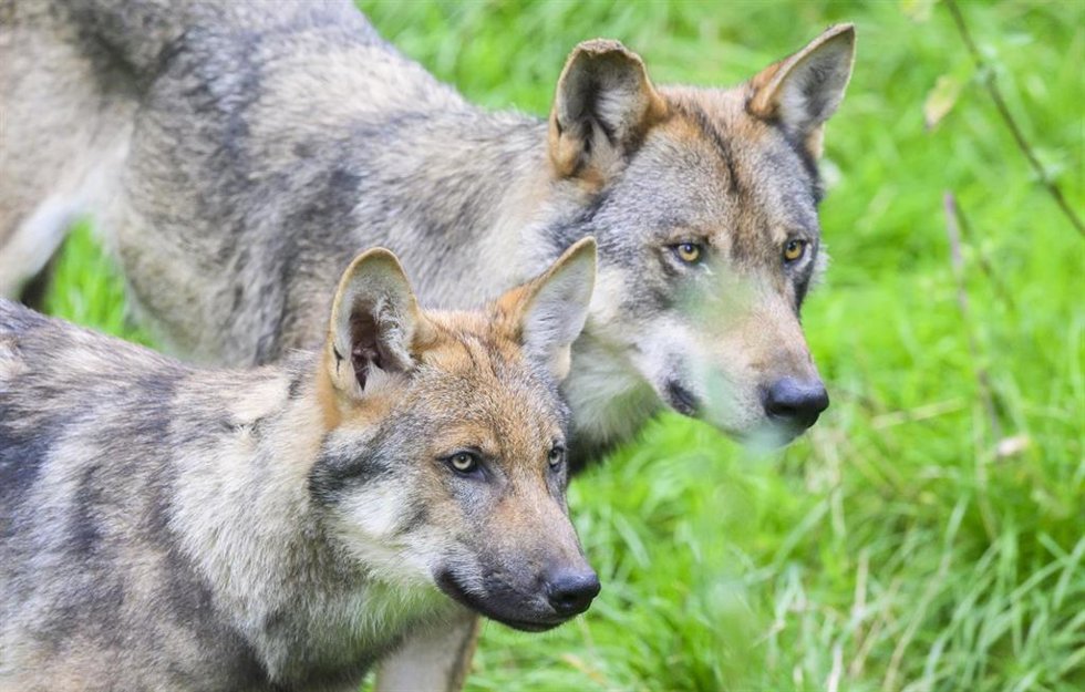 Archivo - Lobos
