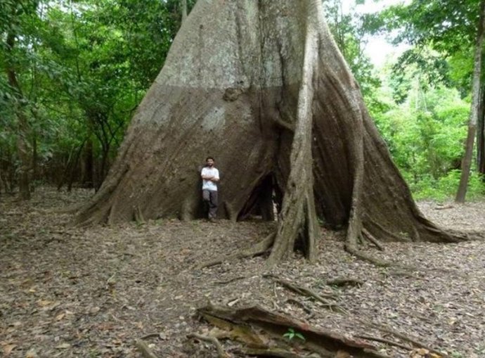 Los niveles extremos de inundación de los ríos alcanzan varios metros de profundidad, como lo indica el tono más oscuro de la corteza de este árbol proveniente de los bosques inundados estacionalmente.