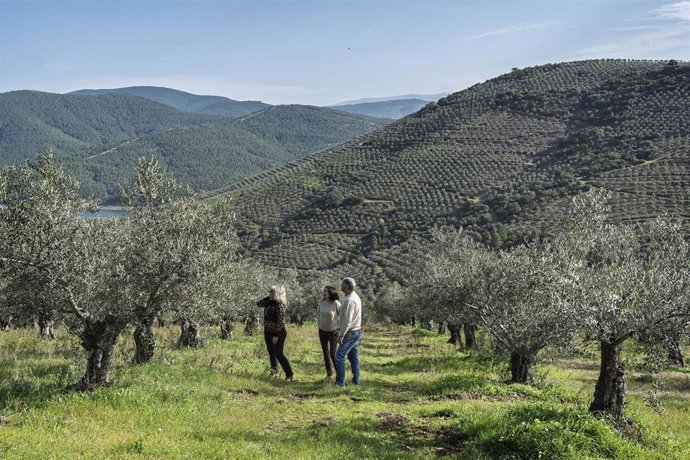 Archivo - Actividad de oleoturismo en la provincia de Cáceres