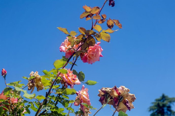 Archivo - Rosas en un parque.