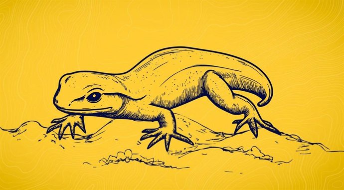 Uma representação da salamandra recém-descoberta.