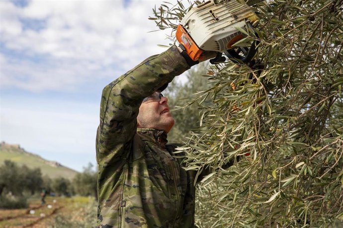 Archivo - Un hombre durante el XXVIII Concurso de Poda de Olivo, a 6 de abril de 2025, en Mora, Toledo, Castilla-La Mancha (España). 