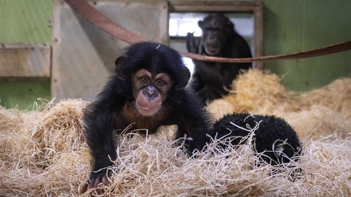 Reencuentro de su madre con un chimpancé