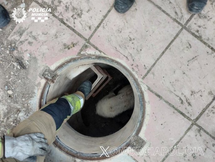 Imagen de la oveja, en el pozo