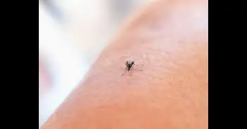 Los colores que debes evitar si no quieres atraer mosquitos, según la ciencia: el favorito del mosquito tigre es...