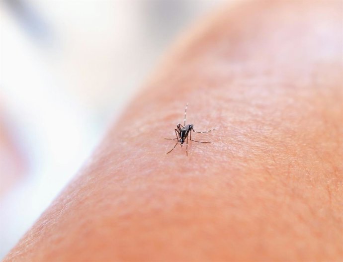 As cores a serem evitadas se você não quiser atrair mosquitos, de acordo com a ciência: a cor favorita do mosquito tigre é...