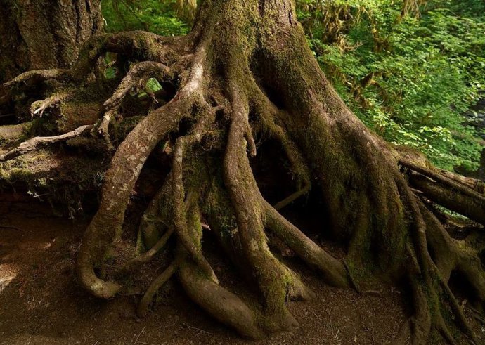 Un nuevo estudio muestra un crecimiento subterráneo más profundo de lo que se creía anteriormente, lo que plantea nuevas preguntas sobre el papel de las raíces en el almacenamiento de carbono en las profundidades del suelo.