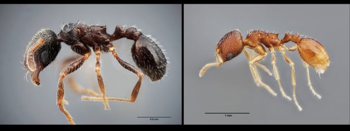 Las dos especies de hormigas identificadas.