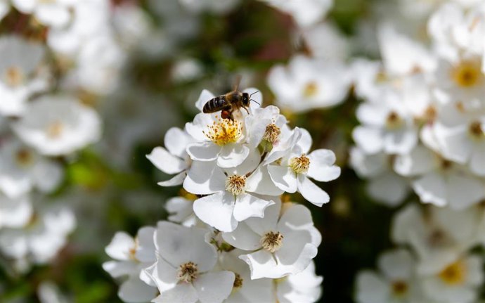 Archivo - Una abeja posada en una flor