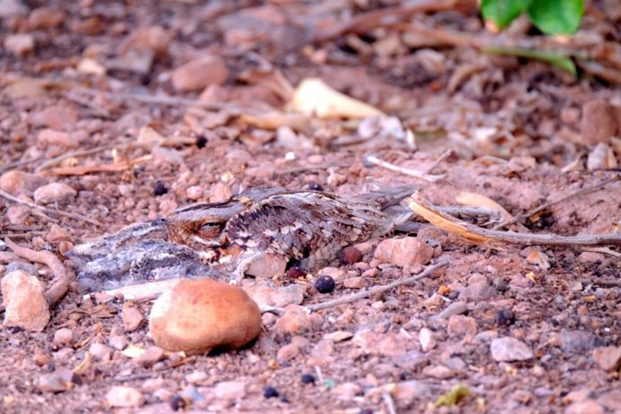 Un estudio revela que aves de zonas agrícolas intensivas buscan alimento lejos de sus nidos para reproducirse con éxito