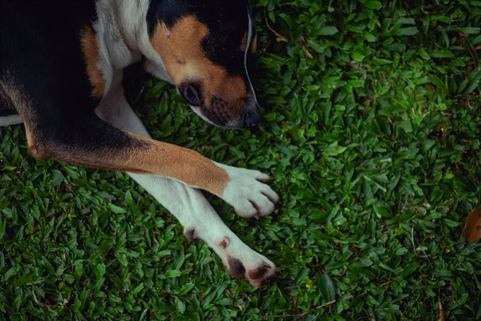 Dónde deben dormir los perros en verano, según los expertos: así evitan golpes de calor
