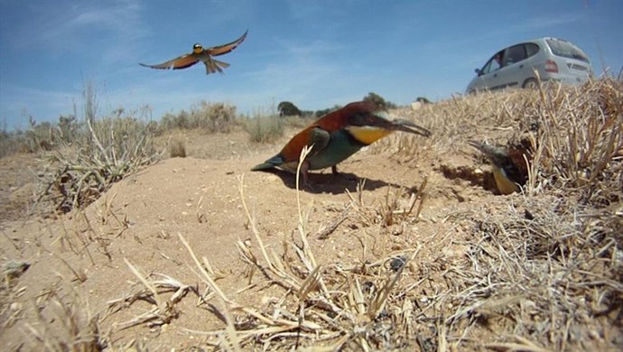 Abejarucos en Doñana