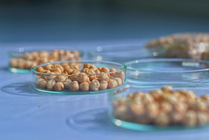 Archivo - Garbanzos, en una imagen de archivo. 