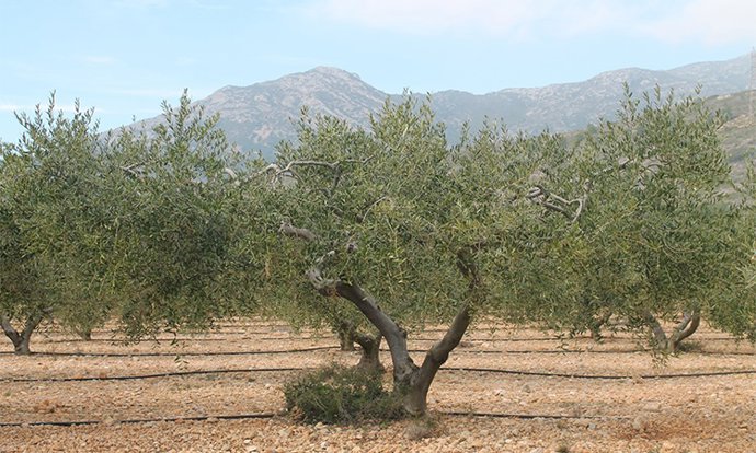 Archivo - Plantación de olivos, en una imagen de archivo.