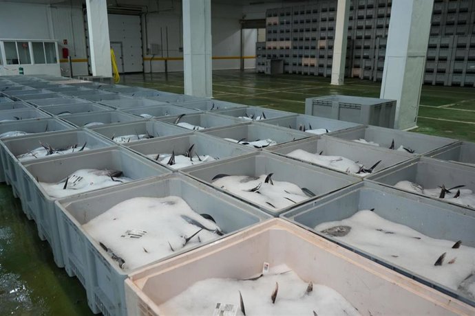 La primera descarga de bonito del norte Eusko Label de la campaña deja 8.000 kilos en el puerto de Getaria (Gipuzkoa)