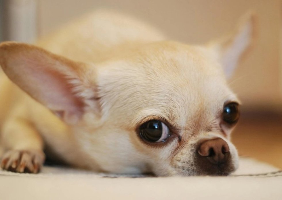 Algunos Chihuahuas Modernos Aún Conservan El ADN Materno De Sus Ancestros Mesoamericanos Precontacto