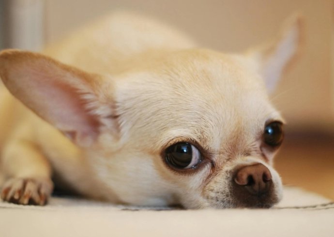 Alguns chihuahuas modernos ainda mantêm o DNA materno de seus ancestrais mesoamericanos pré-contato.