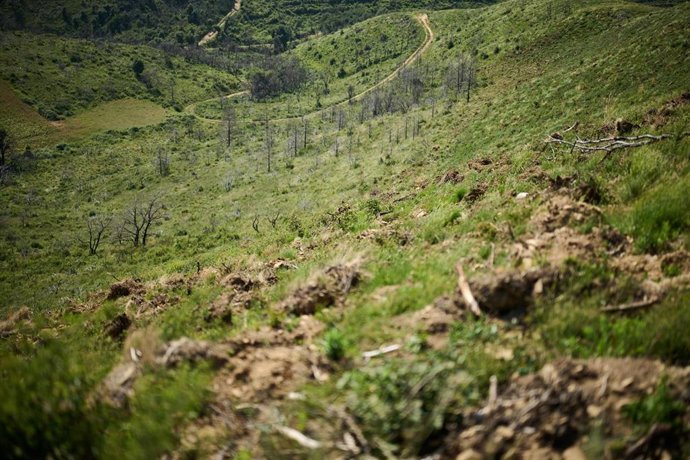 Monte de Legarda donde se ha realizado el proyecto de regeneración forestal.