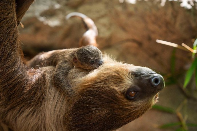 Cría de perezoso nacida en Loro Parque