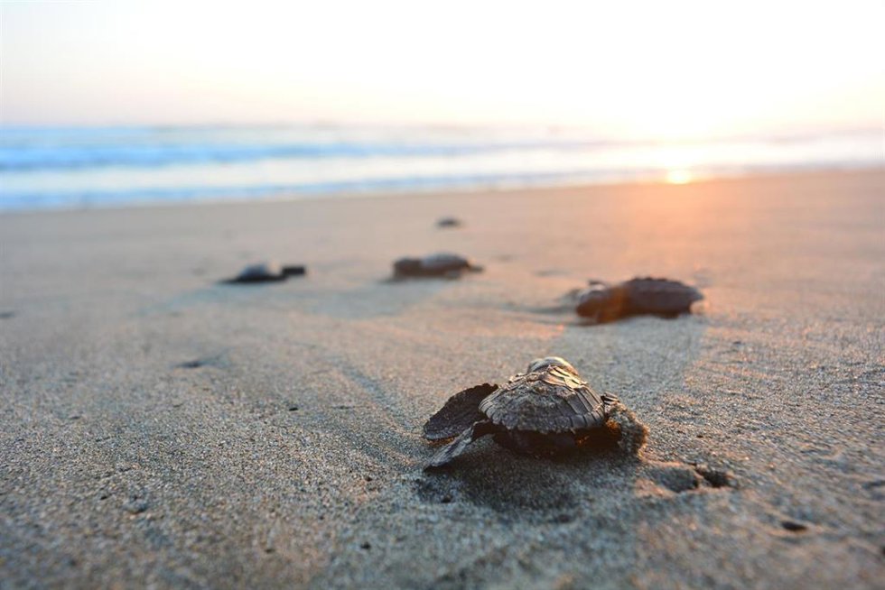 Archivo - La Fundación Eco-Bahia de Grupo Piñero trabaja por la conservación y protección de tortugas marinas