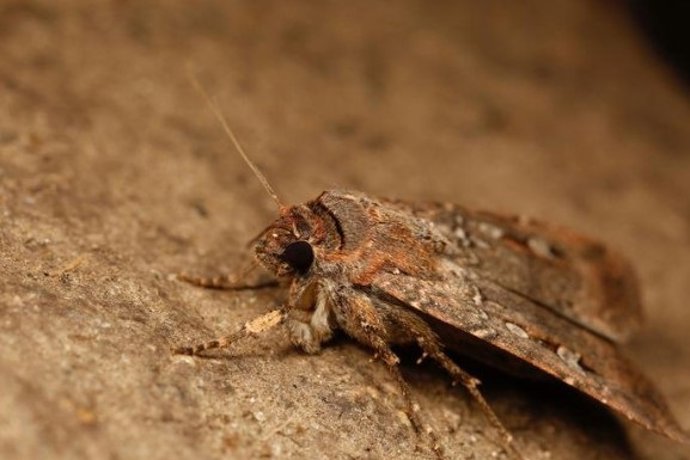 A icônica mariposa bogong da Austrália, que migra centenas de quilômetros todos os anos para algumas cavernas selecionadas nos Alpes australianos.
