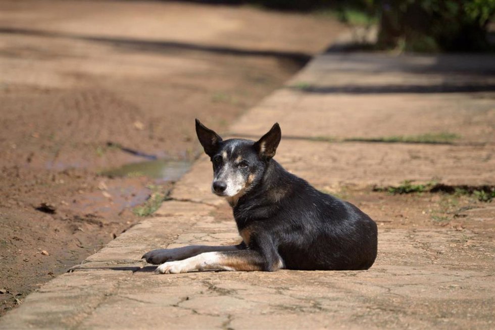 Las protectoras españolas recogieron más de 292.000 perros y gatos en 2024, según Fundación Affinity.